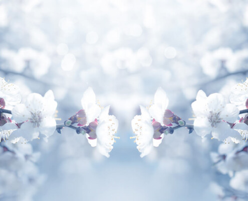 Photo of spring blossoms mirrored horizontally