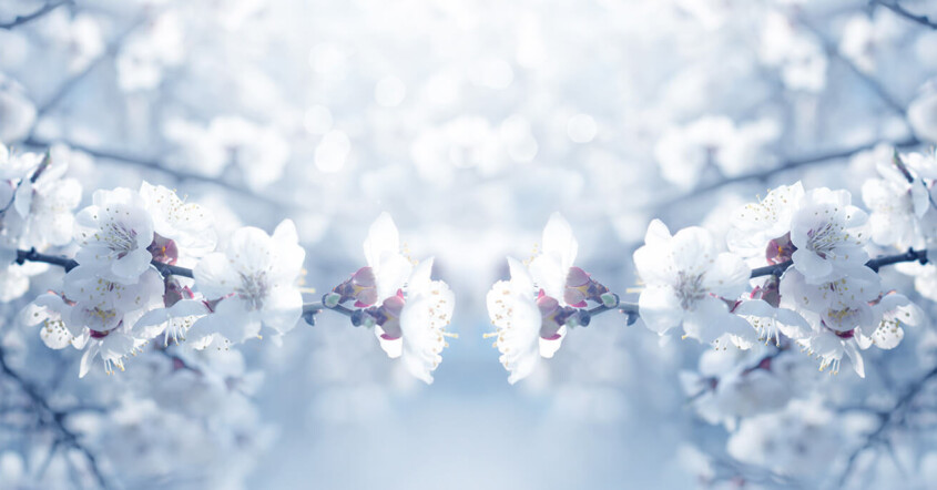 Photo of spring blossoms mirrored horizontally